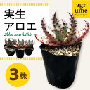 アロエ 【ふるさと納税】実生アロエ Aloe marlothii 3株 長与町/アグリューム [EAI087] 観葉植物 アガベ 多肉植物 苗