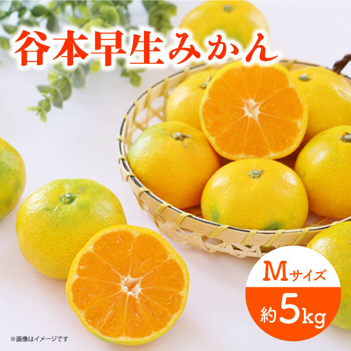 【先行予約】極早生（谷本早生） みかん Mサイズ 約5kg ー2026年10月より発送ー 長与町/山口農園 [EBI007] 谷本 極早生 みかん 温州みかん 柑橘 フルーツ 果物 季節限定 長崎県産 長与町 産地直送 先行予約