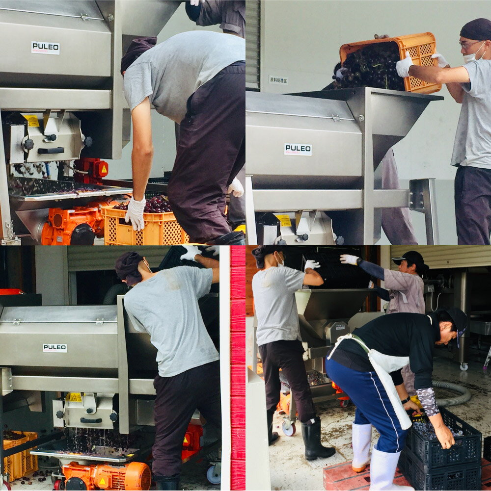 【ふるさと納税】巨峰スパークリングワイン2024 750ml 時津町産巨峰ワイン ワイン 泡 国産 日本産 九州産 長崎産 巨峰 サクラアワード お酒 アルコール 瓶 送料無料