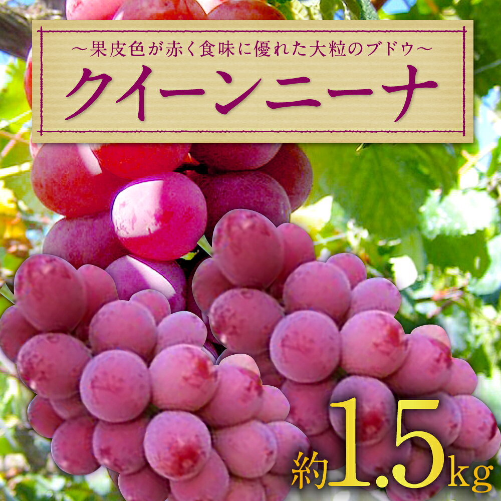 【ふるさと納税】先行予約 クイーンニーナ 約1.5kg 葡萄 ブドウ ぶどう フルーツ 果物 果実 九州産 長崎県産 時津町産 送料無料【2026年9月上旬～9月下旬に順次発送予定】