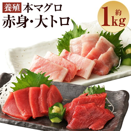 長崎県産 本マグロ2種盛り「大トロ・赤身」合計1kg 500g×2種【大村湾漁業協同組合】