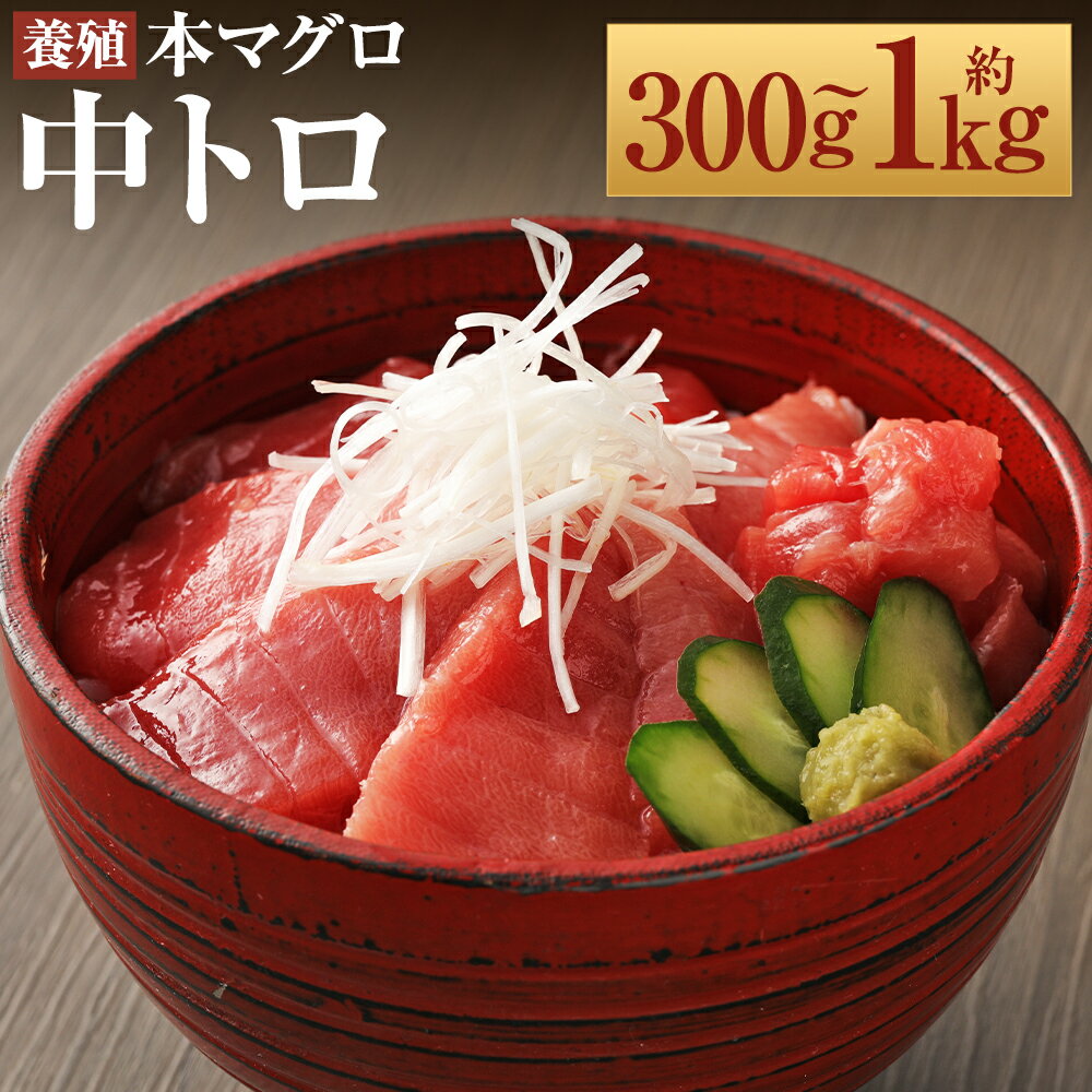 【ふるさと納税】長崎県産 本マグロ「中トロ」約300g/約500g/約700g/約800g/約1kg 選べる内容量 11000円 〜 30000円 1万1000...