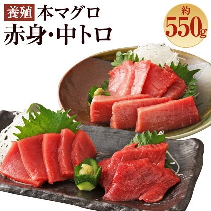 長崎県産 本マグロ2種盛り「中トロ・赤身」約550g【大村湾漁業協同組合】