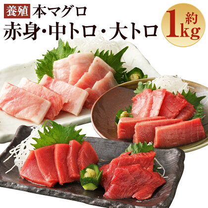 長崎県産 本マグロ3種盛り「大トロ・中トロ・赤身」約1.0kg【大村湾漁業協同組合】