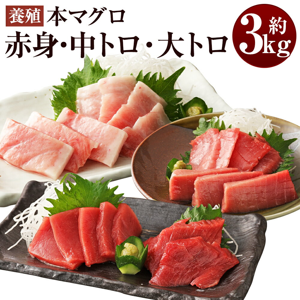 【ふるさと納税】 長崎県産 本マグロ3種盛り「大トロ・中トロ・赤身」約3.0kg【大村湾漁業協同組合】