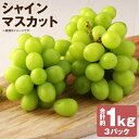 【ふるさと納税】訳あり ご家庭用 シャインマスカット 3パック 合計約1kg ぶどう 葡萄 果物 フルーツ 種無し 時津町産 長崎県産 九州産 冷蔵 送料無料【...