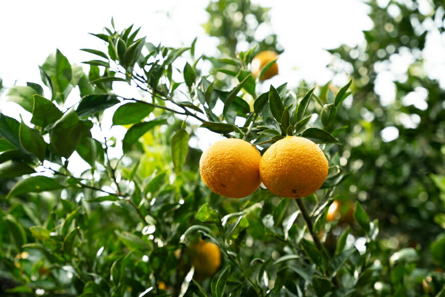 【ふるさと納税】 【期間限定発送】【先行予約100個限定】 みかん 山田さんちの露地不知火(しらぬい) 約5kg [長崎県 東彼杵町 hs42bag330001] 果物 柑橘 国産 長崎産 東彼杵 数量限定