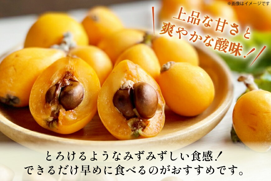 【ふるさと納税】 長崎 びわ 長崎県産 ハウスびわ 500g 化粧箱入 つめあわせ 【2026年3月順次発送】[JAながさき県央グリーン東彼 長崎県 東彼杵町 hs42bag450001] 枇杷 長崎びわ ビワ フルーツ