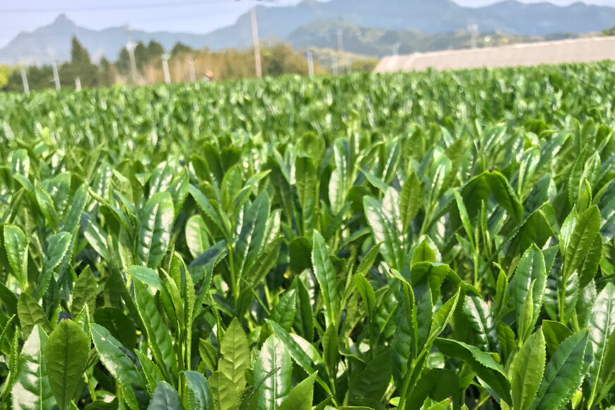 【ふるさと納税】 緑茶 長崎 そのぎ茶 3種セット 特上 夕凪 ・極上 風凪 ・特撰 朝凪 各1袋/90g 飲み比べ 詰め合わせ [中山茶園 長崎県 東彼杵町 hs42bag610003] 茶 お茶