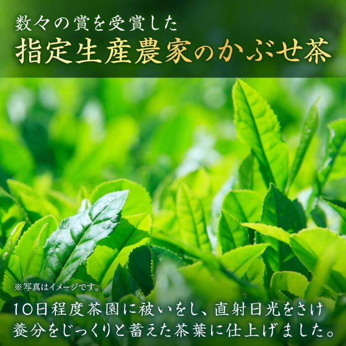 【ふるさと納税】[指定生産農家のかぶせ茶] そのぎ茶 5種セット 飲み比べ (極上・特選・特上・上茶C・水出し茶ティーバッグ/各2袋) 詰め合わせ 茶 お茶 日本茶 茶葉 東彼杵町/池田茶園 [BAL005]