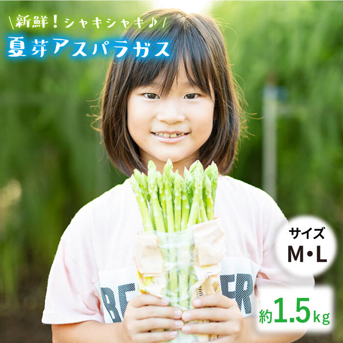 7位! 口コミ数「2件」評価「4.5」【生で食べれるほどの新鮮さ】夏芽アスパラガス 1.5kg (M・Lサイズ混合) アスパラガス アスパラ 野菜 新鮮 夏野菜 あすぱらがす あ･･･ 