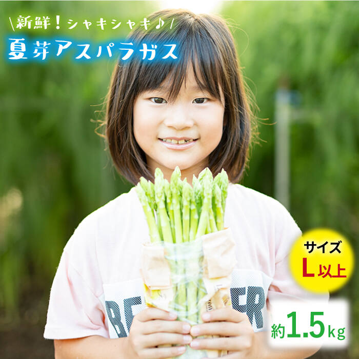 [生で食べれるほどの新鮮さ]夏芽アスパラガス 1.5kg (Lサイズ以上) アスパラガス アスパラ 野菜 新鮮 夏野菜 あすぱらがす あすぱら / 東彼杵町 / はゆっちFarm 