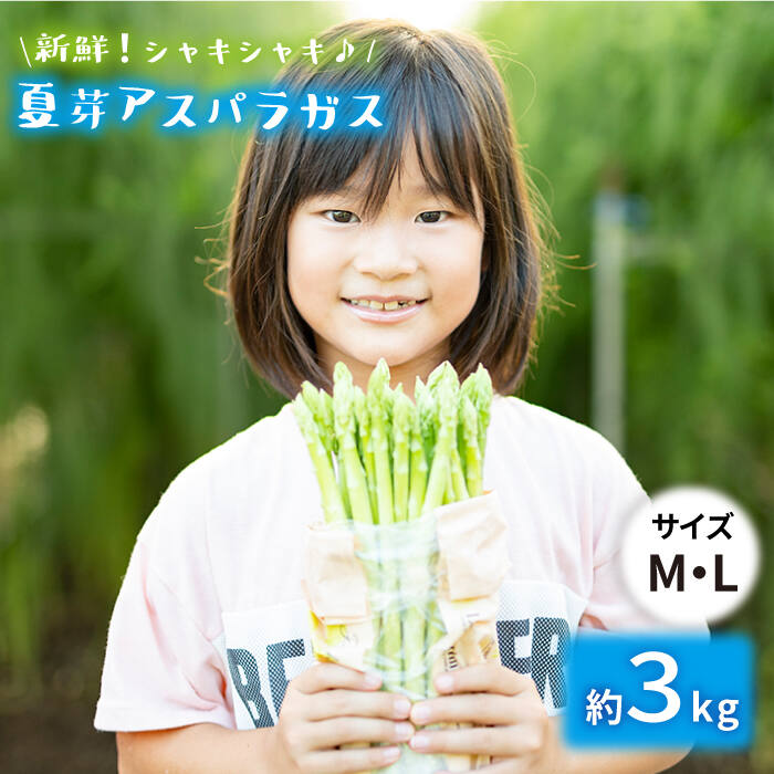 夏芽アスパラガス 3.0kg (M・Lサイズ混合) アスパラガス アスパラ 野菜 新鮮 夏野菜 東彼杵町/はゆっちFarm 