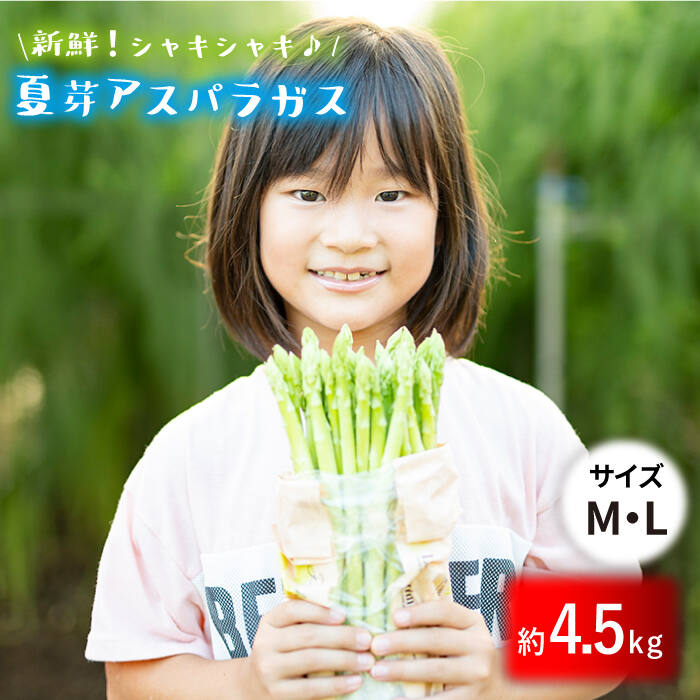 22位! 口コミ数「0件」評価「0」【生で食べれるほどの新鮮さ】夏芽アスパラガス 4.5kg (M・Lサイズ) アスパラガス アスパラ 野菜 新鮮 夏野菜 東彼杵町/はゆっちF･･･ 