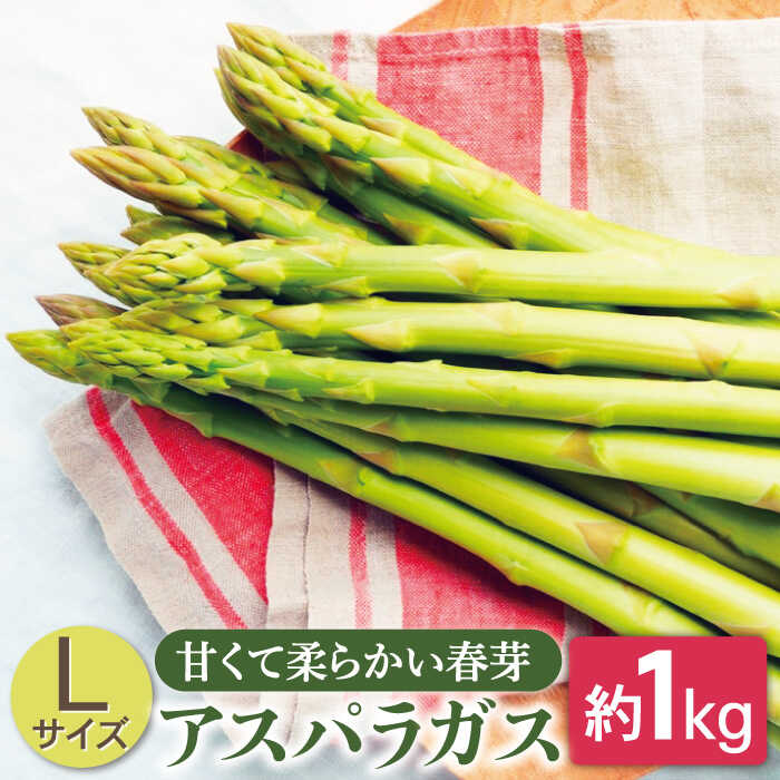 【先行予約】甘くて柔らかい春芽 アスパラガス Lサイズ 約1.0kg【さつき農園】[OBD002] / グリーンアスパラガス 太い 太め 数量限定 野菜 先行予約 新鮮 柔らか 春芽 野菜 おすすめ 柔らか お取り寄せ バーベキュー 人気 お弁当 おかず アスパラ あすぱら