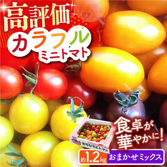 [2023年12月初旬〜2024年5月下旬発送分]おまかせMIX カラフル ミニトマト 約1.2kg[小値賀町]長崎 五島列島 島 国産[りんたろうファーム] [DAE002] トマト とまと ミニとまと 野菜 サラダ お弁当 常温 7000 7000円 7千円