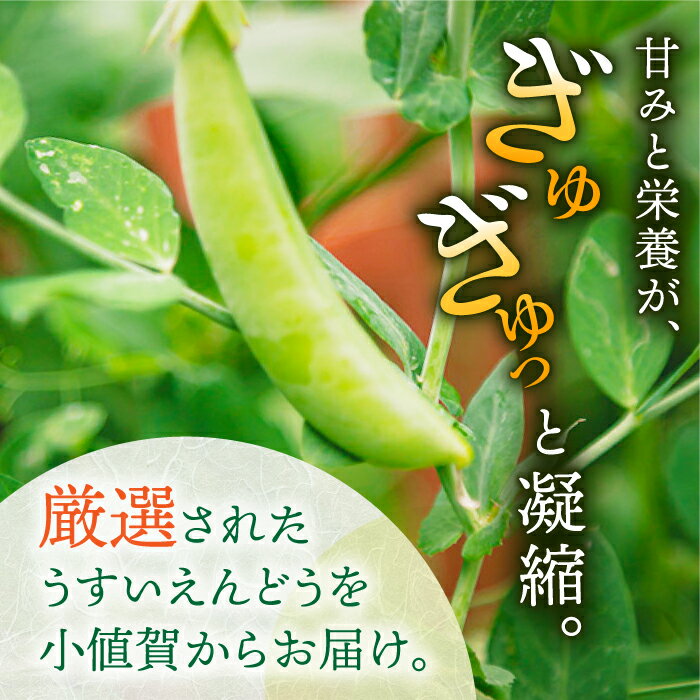 【ふるさと納税】【2024年3月下旬～4月末発送分】うすいえんどう 約2kg ≪小値賀町≫【ながさき西海農協小値賀地区園芸部会】 [DAT006] えんどう エンドウ 実えんどう 野菜 常温 8000 8000円 8千円