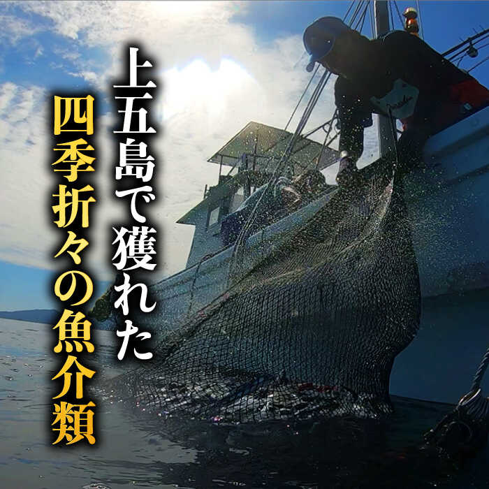 【ふるさと納税】【贅沢な旬鮮魚の干物！旨味がぎゅっ！】 五島 干物 6種 セット【はたした】 [RAF001]