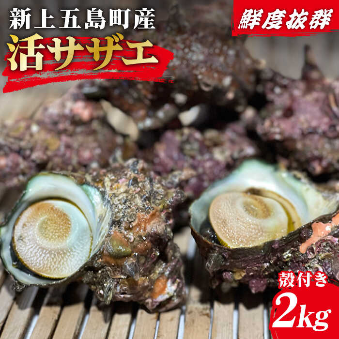 [その日に獲れたものをその日に発送!] 鮮度抜群 新上五島町産 活サザエ 殻付き2kg[ひまわり] 