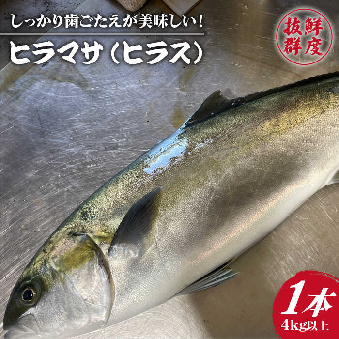 [血抜き、内臓処理済み!] ヒラマサ (ヒラス) 1本 4.0kg以上 養殖 刺身 しゃぶしゃぶ [ひまわり] 