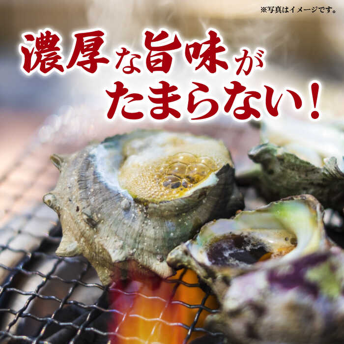 【ふるさと納税】【コリコリ食感と濃厚な旨味！】 新上五島町産 新鮮 活 サザエ 2kg 【カミティバリュー】 [RBP019]