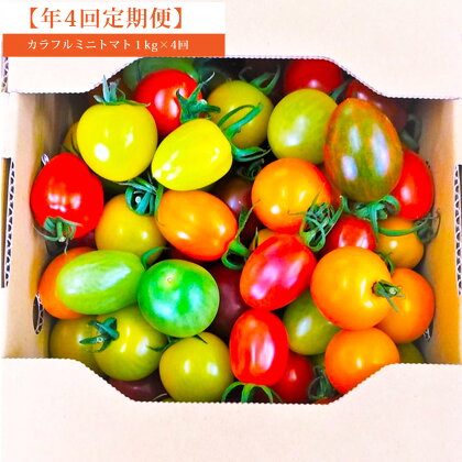 【年4回定期便】カラフルミニトマト1kg 合計4kg トマト とまと お取り寄せ 冷蔵 野菜 ミニトマト 青果 定期便 九州 熊本県 送料無料