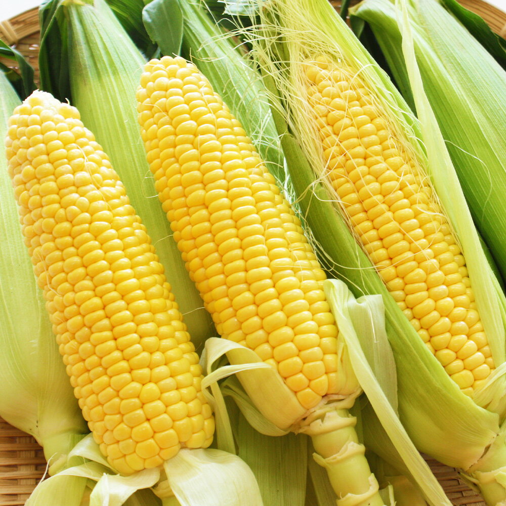 【ふるさと納税】 熊本県産 スイートコーン 約3.5kg 熊本 野菜 とうもろこし トウモロコシ 旬 旬の野菜 新鮮 皮付き 甘い 冷蔵 九州 熊本県 送料無料【2026年5月下旬発送開始】