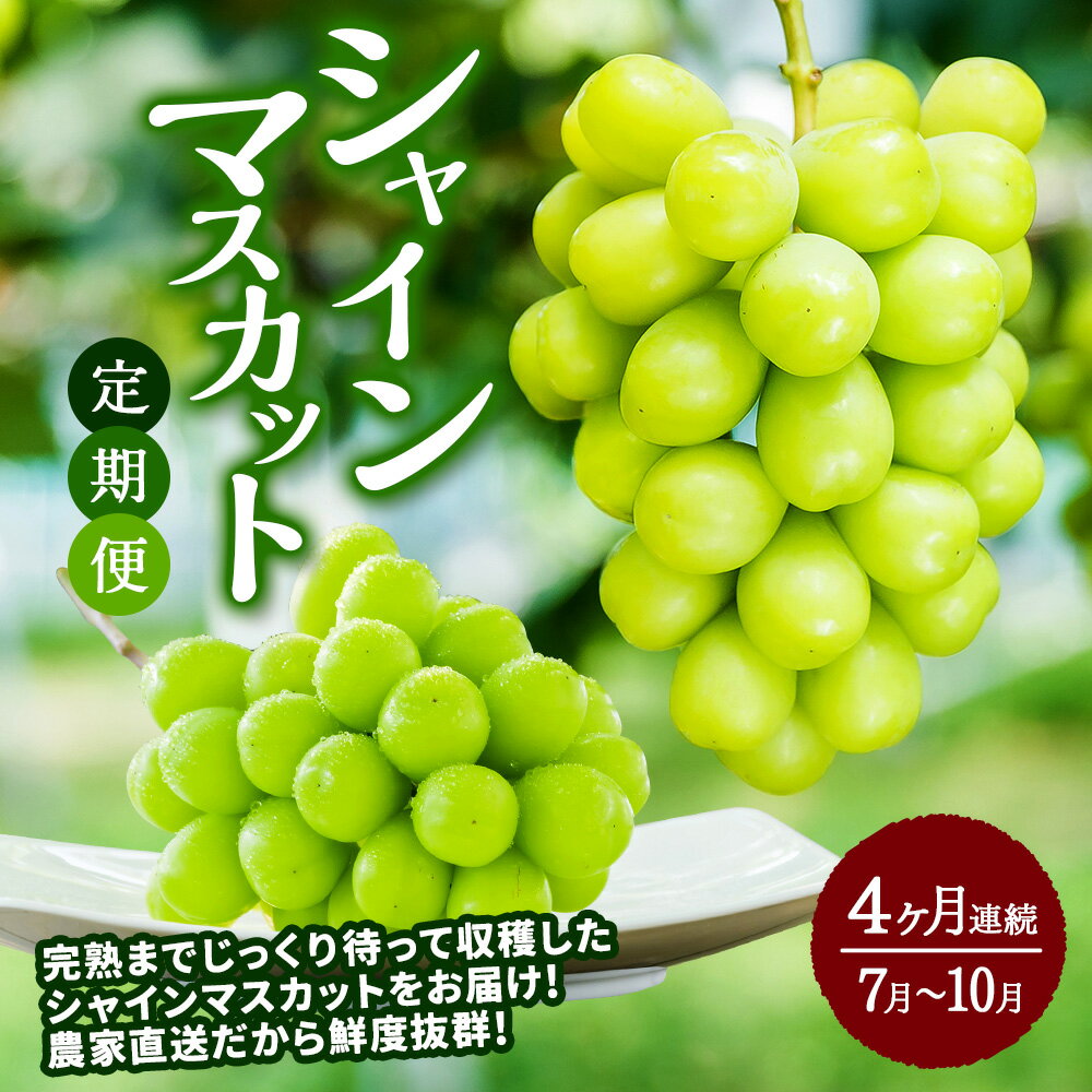 【ふるさと納税】【4か月連続定期便(2025年7月～10月)】シャインマスカット 定期便 4ヵ月 1.3kg×4回 合計5.2kg 果物 くだもの 果実 フルーツ 旬 お取り寄せ 冷蔵 九州 熊本県 送料無料