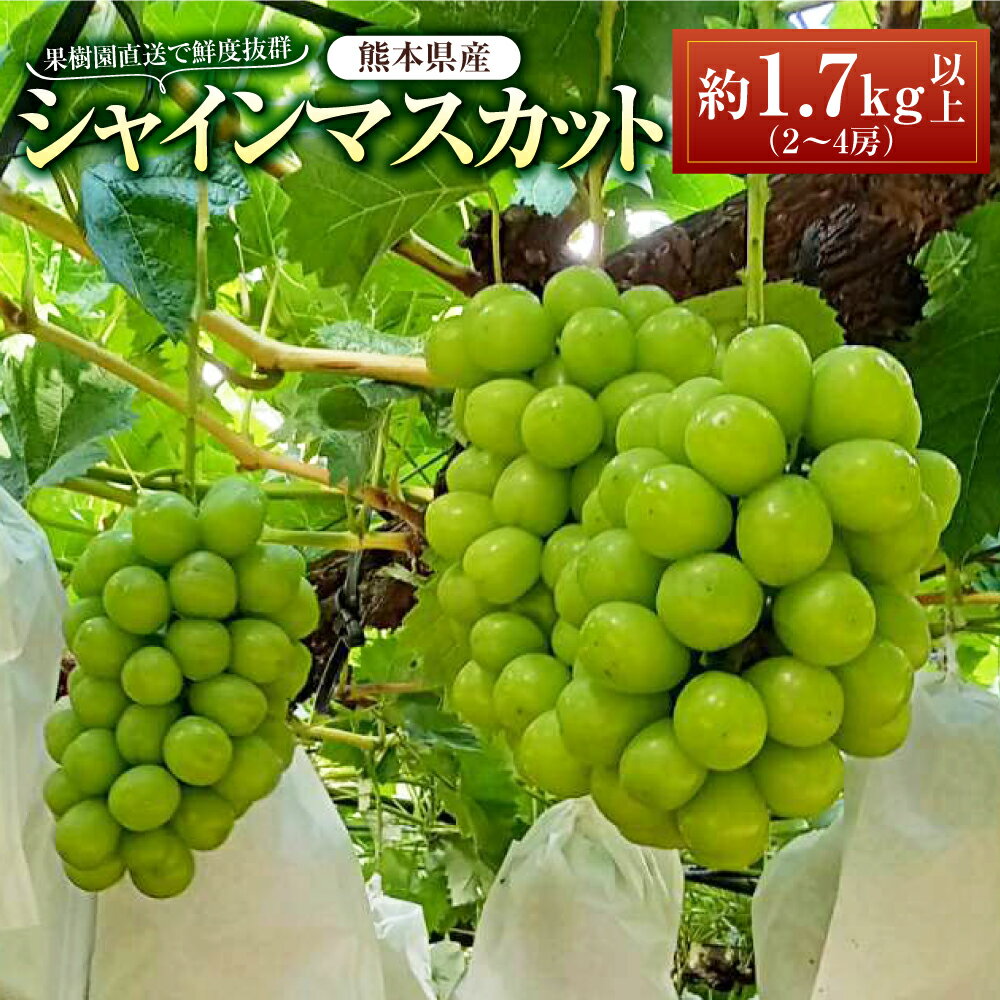 古田果樹園は、熊本県の中央部に位置する宇城市豊野町で、46年にわたってぶどう栽培を続けています。 県内でもいち早く2010年にシャインマスカットを植え付け、長年おいしさを追求してきました。 シャインマスカットは皮が薄く味が濃いことが特徴です...