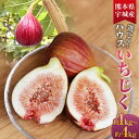 【ふるさと納税】ハウスイチジク 約1kg〜約4kg (約250g×4〜16パック) 選べる内容量 フルーツ 果物 果実 くだもの 無花果 ハウス栽培 合同会社宝...