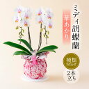 【ふるさと納税】ミディ胡蝶蘭 華あかり 2本立ち 胡蝶蘭 コチョウラン 洋蘭 蘭 ラン お花 花 ミディ ミディサイズ 鉢花 風呂敷 和モダン 鉢 観賞用 贈答...
