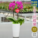 【ふるさと納税】【年6回定期便】ミディ胡蝶蘭の定期便 胡蝶蘭 コチョウラン ミディ胡蝶蘭 洋蘭 蘭 ラン お花 花 ミディ ミディサイズ 鉢花 鉢 観賞用 贈答...
