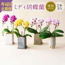 【ふるさと納税】【年6回定期便】ミディ胡蝶蘭 KouBou 4種 ミディ胡蝶蘭 華あかり 2種2本立ち 胡蝶蘭 コチョウラン 洋蘭 蘭 ラン お花 花 ミディ ...