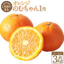 【ふるさと納税】熊本県宇城市不知火町の海沿いの段々畑で作った「オレンジ(のむちゃん1号) 」 約3kg(12~18玉) 柑橘 くだもの 果物 果実 フルーツ 熊本県産 国産 九州 熊本県 送料無料 【2026年3月上旬発送開始】