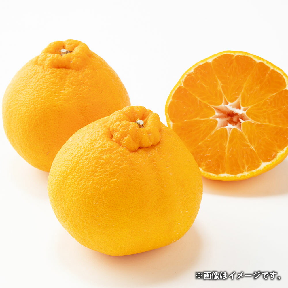 【ふるさと納税】熊本県産 デコポン ハウス栽培 約3kg 約8~10玉 柑橘 みかん ミカン 蜜柑 でこぽん 果物 くだもの 果実 フルーツ 旬 お取り寄せ ギフト 国産 九州 熊本県 常温 送料無料 【2026年1月下旬発送開始】
