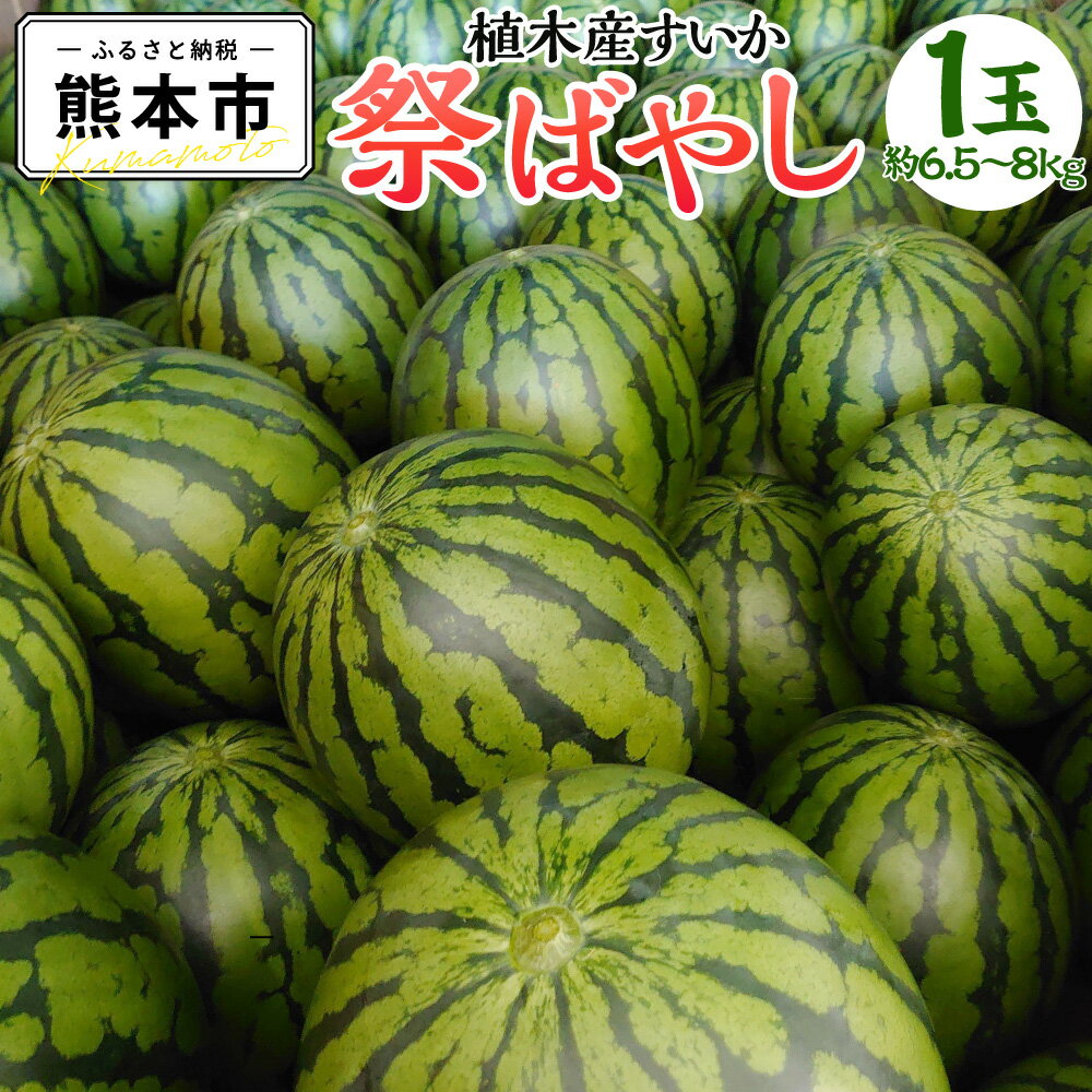 【ふるさと納税】植木産 熊本スイカ （祭ばやし） 6.5〜8kg前後 スイカ 果物 熊本産 九州産 フルーツ 送料無料 【2024年5月上旬発送開始】