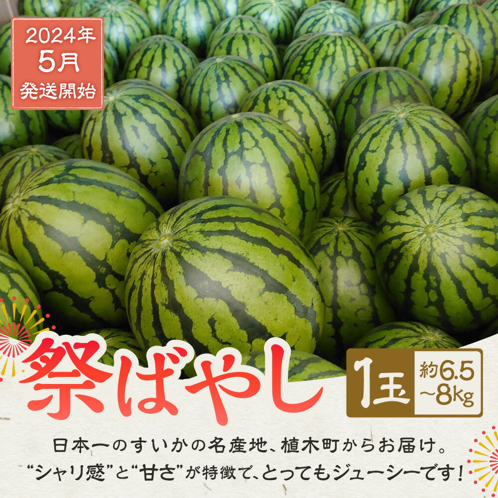 【ふるさと納税】植木産 熊本スイカ （祭ばやし） 6.5〜8kg前後 スイカ 果物 熊本産 九州産 フルーツ 送料無料 【2024年5月上旬発送開始】