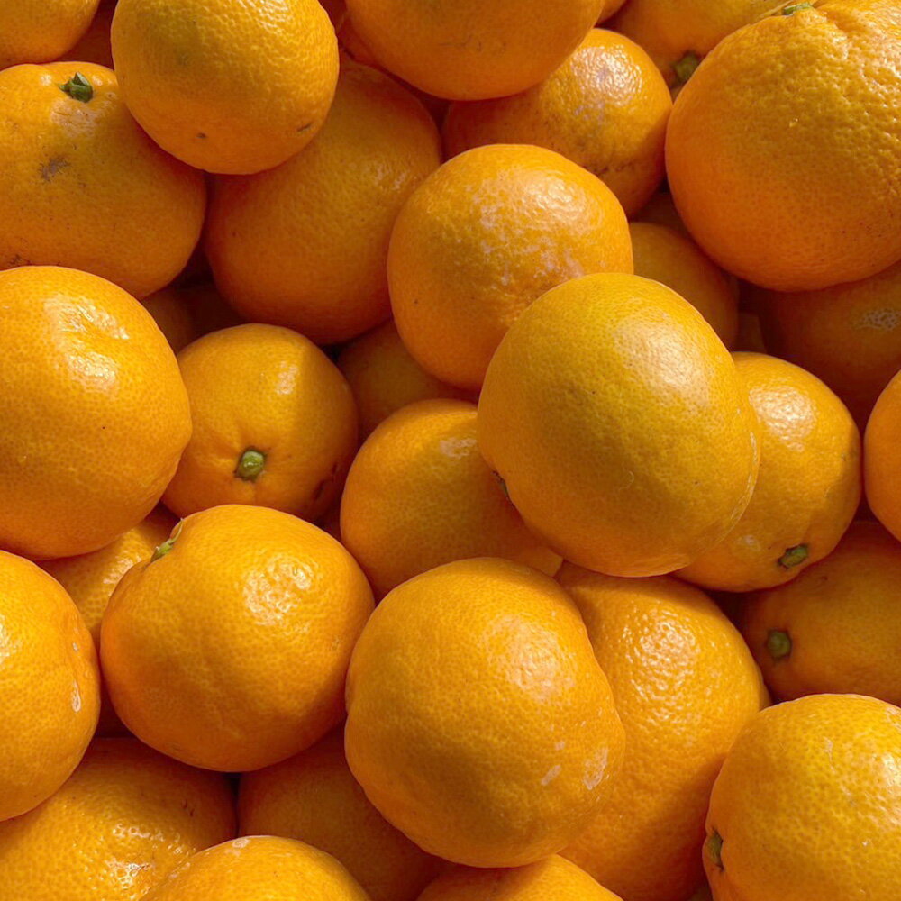 【ふるさと納税】 熊本 河内 みかん 約5kg 蜜柑 柑橘 
