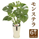 【ふるさと納税】 モンステラ 6号 カラーポット 白 全体の高さ約60〜70cm 鉢 観葉植物 植物 インテリア おしゃれ ギフト 贈り物 プレゼント 開店祝い...