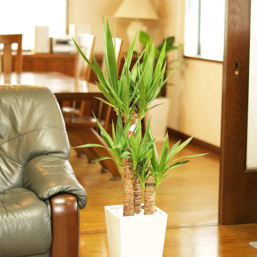 ユッカ 7号高陶器 白 全体の高さ約95〜105cm 鉢 観葉植物 植物 インテリア おしゃれ ギフト 贈り物 プレゼント 開店祝い 新築祝い 誕生日プレゼント 引越し祝い 熊本県 送料無料 [2025年1月上旬〜5月上旬発送予定]