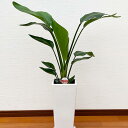 【ふるさと納税】 オーガスタ 7号陶器スリム 白全体の高さ約70〜80cm 鉢 観葉植物 植物 インテリア おしゃれ ギフト 贈り物 プレゼント 開店祝い 新築...