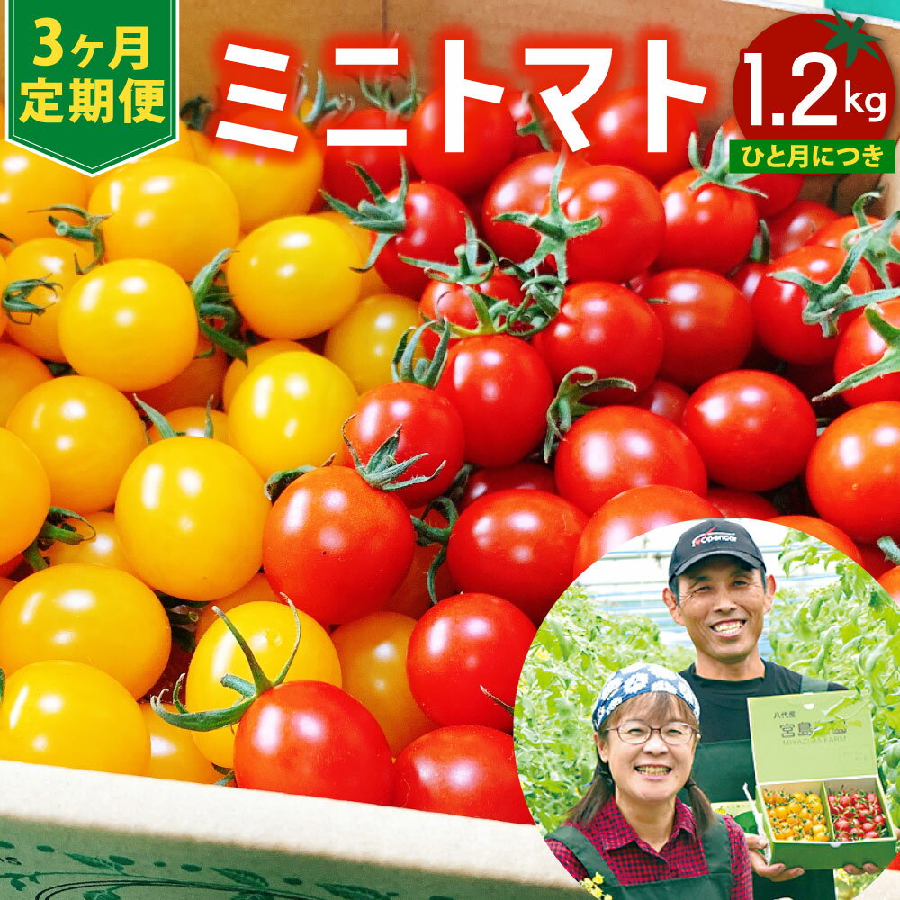 【ふるさと納税】【先行予約】【3ヶ月定期便】【高糖度】ミニトマト ミックス 1.2kg×3回 宮島農園 トマト 野菜 赤 黄 プチトマト サラダ スイーツ 生野菜 春 夏 秋 冬 旬 冷蔵 八代市産 国産 熊本県 九州 送料無料 【2023年12月上旬より順次発送】のサムネイル