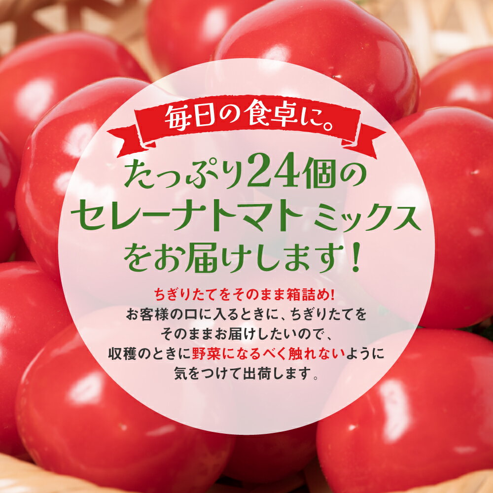 【ふるさと納税】セレーナトマト サイズミックス 24個 400g以上 宮島農園 トマト 野菜 赤 ミニトマト プチトマト サラダ 生野菜 旬 冷蔵 八代市産 国産 熊本県 九州 送料無料