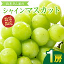 【ふるさと納税】【先行予約】 熊本県八代市東陽産 山本さん家の「シャインマスカット」 1房入り (約500g) ぶどう 果物 くだもの フルーツ 青果物 送料無...
