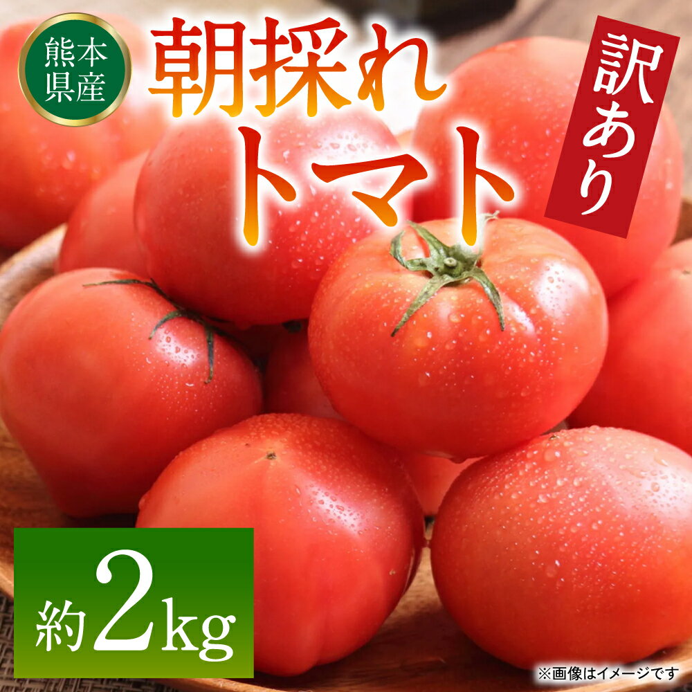 【ふるさと納税】【訳あり】朝採れトマト 約2kg 熊本県 八代市産 とまと 野菜 新鮮 期間限定 国産 送料無料