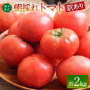 【ふるさと納税】【訳あり】朝採れトマト 約2kg 熊本県 八