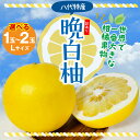 【ふるさと納税】【先行予約】 【選べる玉数】 【訳あり】八代市産 晩白柚 1〜2玉 柑橘 果物 フルーツ 熊本県産 ばんぺいゆ フルーツ 柑橘 特産品 名産品 ...