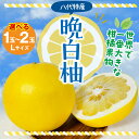 【ふるさと納税】【先行予約】【選べる玉数】 八代市産 晩白柚 1~2玉 柑橘 みかん 果物 フルーツ 熊本県産 ばんぺいゆ 特産品 名産品 お取り寄せ ジャンボサイズ 送料無料 【2025年12月上旬より順次発送】