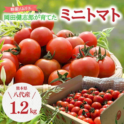 楽天ふるさと納税　【ふるさと納税】野菜ソムリエ 岡田健志郎が育てた ミニトマト 1.2kg トマト プチトマト とまと 野菜 生野菜 青果物 春 夏 旬 冷蔵 熊本県 八代市産 九州 送料無料 支援 産地直送【生産者支援】