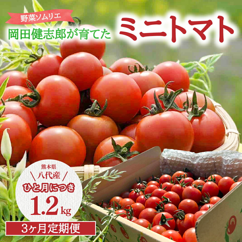 【ふるさと納税】【定期便3回】野菜ソムリエ岡田健志郎が育てた ミニトマト 1.2kg×3回 総合計3.6kg 定期便 トマト プチトマト とまと 野菜 生野菜 冷蔵 熊本県産 九州 送料無料のサムネイル